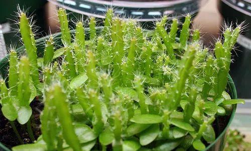 仙人掌头部长出嫩芽该如何处理？是否需要特别的养护？