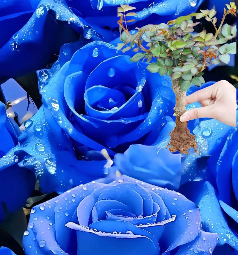两朵蓝色玫瑰花代表的含义是什么？如何表达爱意？
