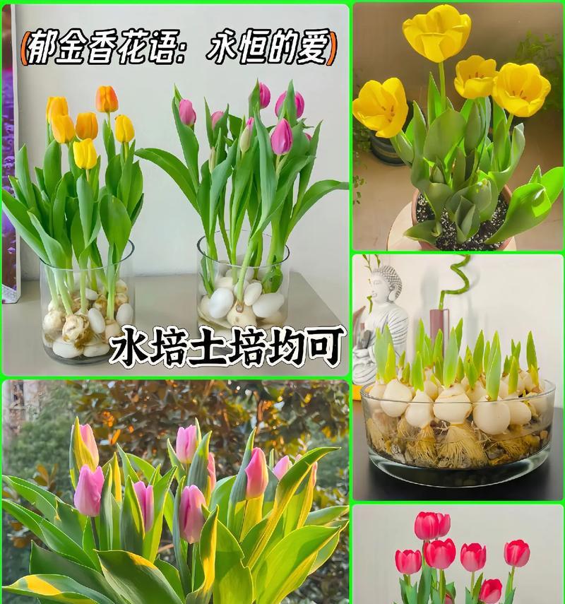 郁金香的花语代表了什么含义？它象征着什么？