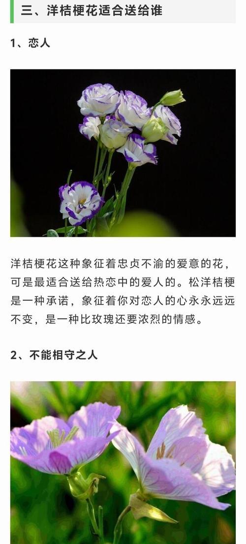 他送的花代表了什么？如何解读这种花的花语？