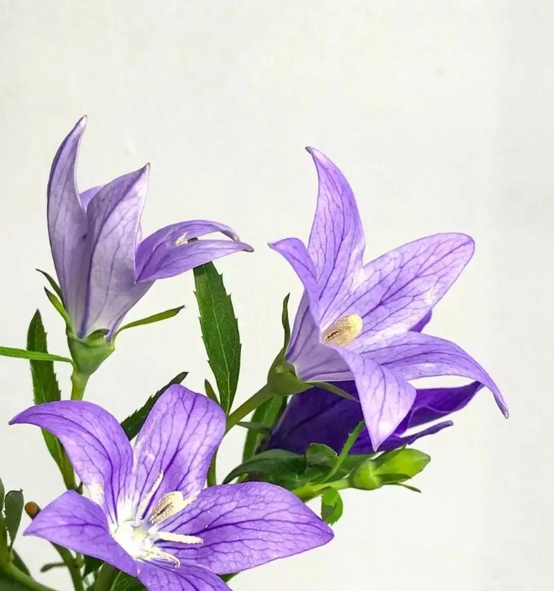 他送的花代表了什么？如何解读这种花的花语？