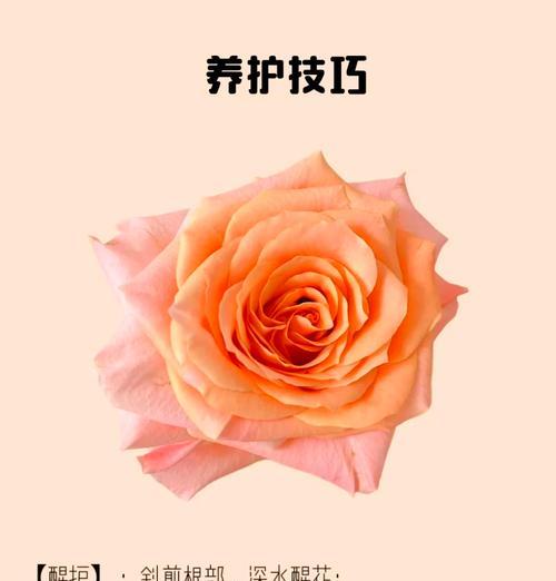 家里玫瑰花的养殖秘诀是什么？如何防止玫瑰花死亡？