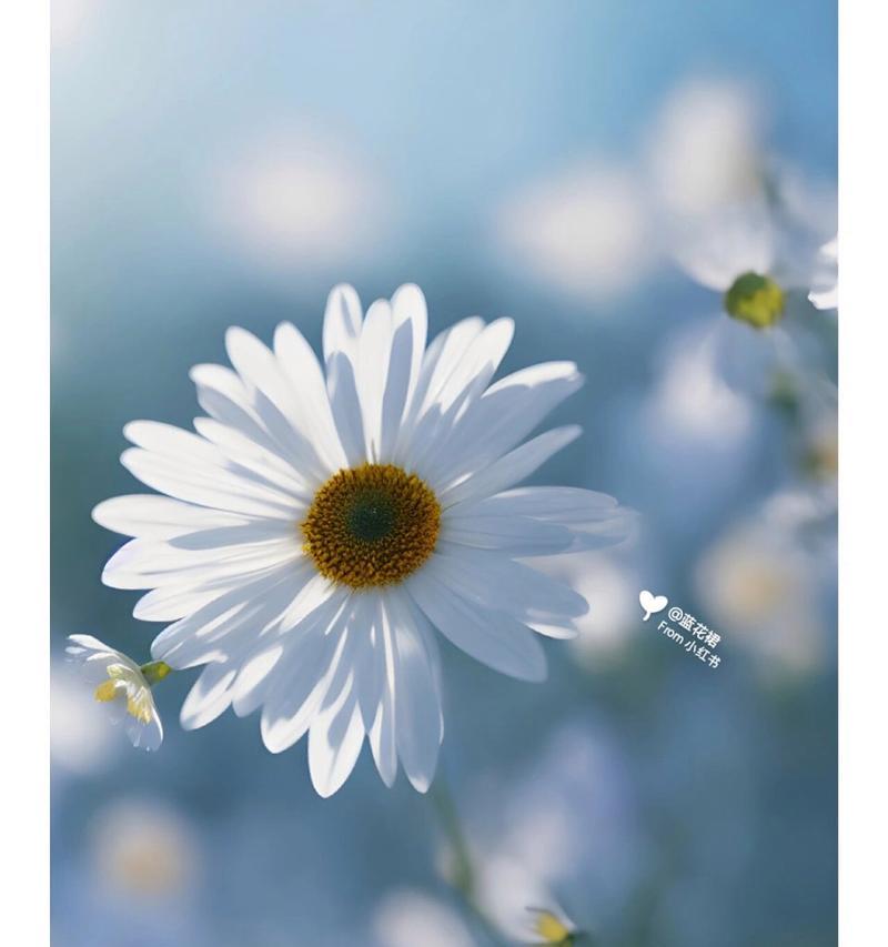 哪种花的花语代表暗恋？