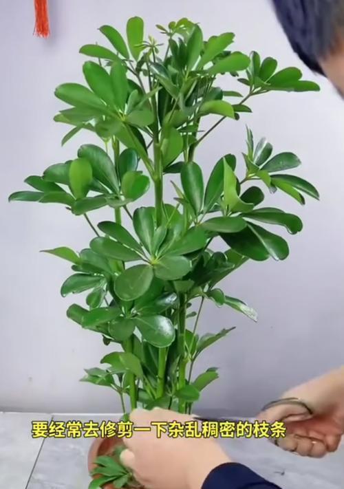 仙人掌过高时修剪的正确方法是什么？