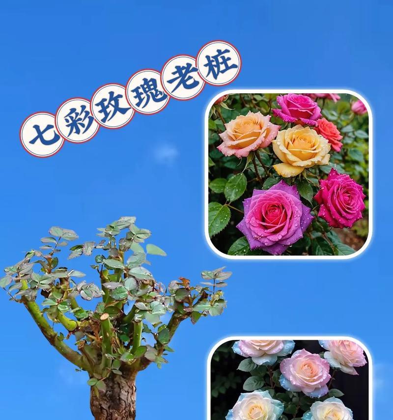 玫瑰花小瓣子种植方法是什么？种植后多久能开花？