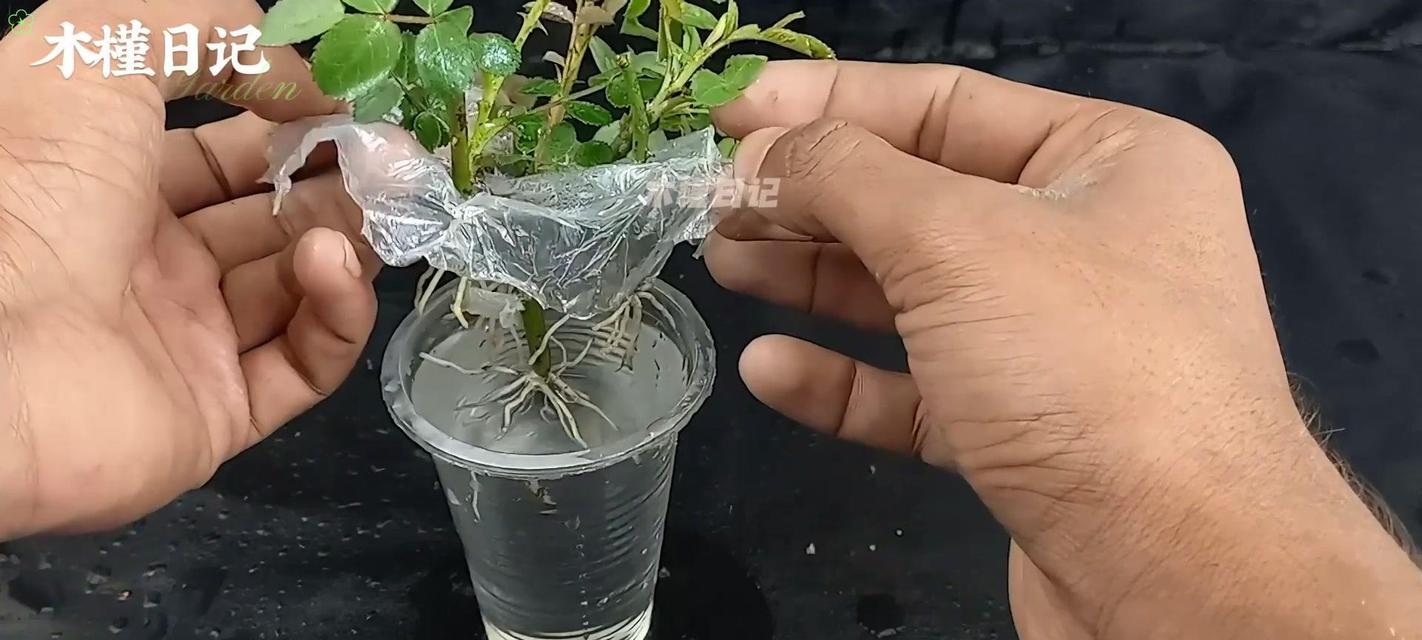 玫瑰花小瓣子种植方法是什么？种植后多久能开花？