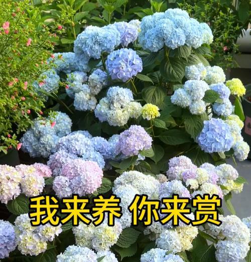 紫绣球花语中蕴含了哪些浪漫意义？