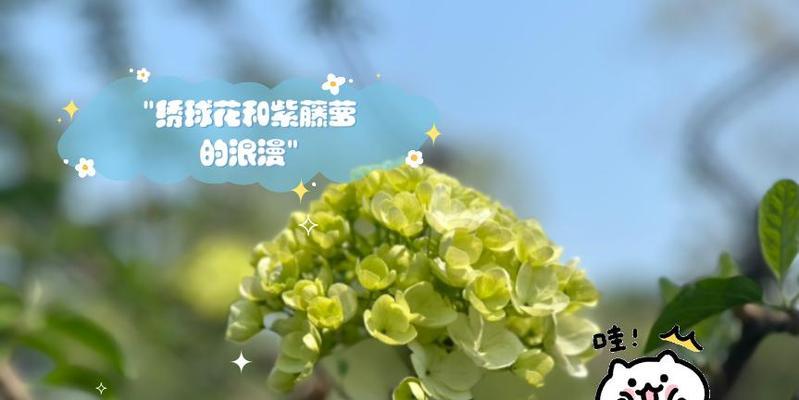 紫绣球花语中蕴含了哪些浪漫意义？