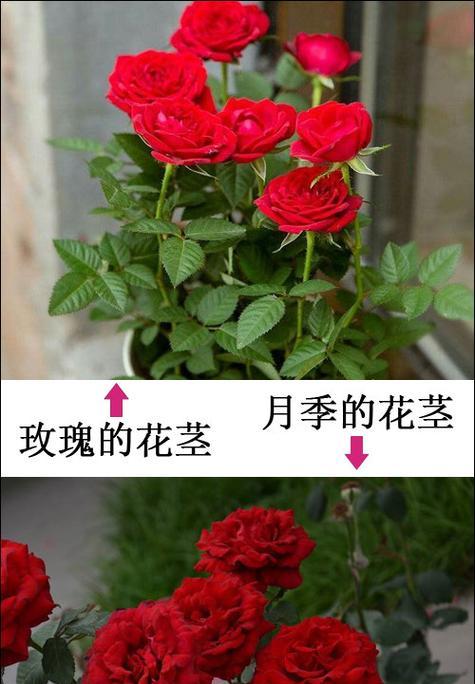 玫瑰花长黑点可能是哪些原因造成的？