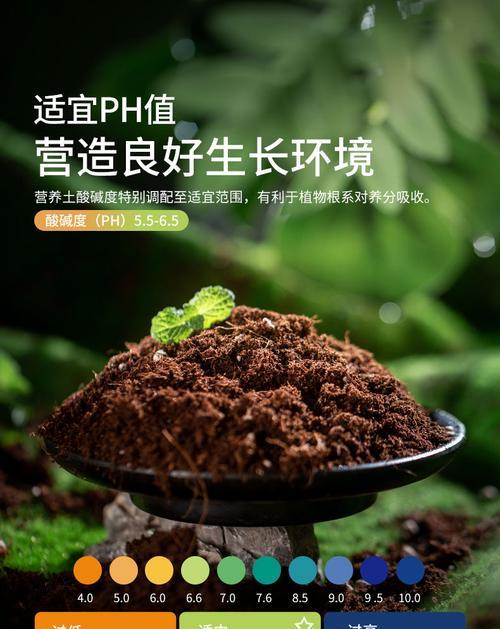 君子兰用什么土栽种好活？栽种过程中应注意什么？