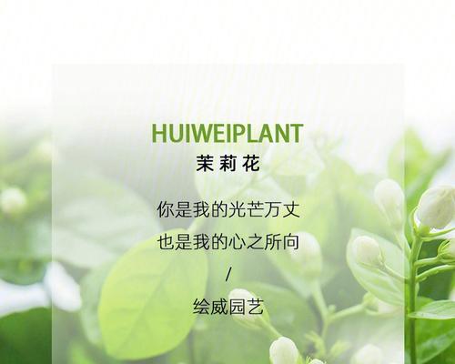 “我的心是永远的”花语有何深意？