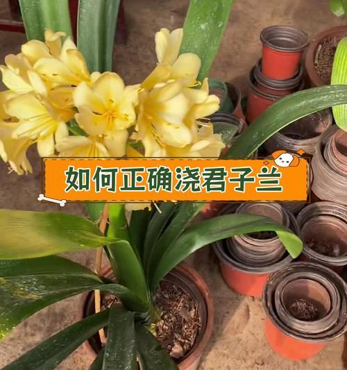 圆头君子兰的种植步骤是什么？需要注意哪些事项？