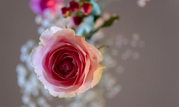 人格的花语通常表达什么？它在花语中代表什么？