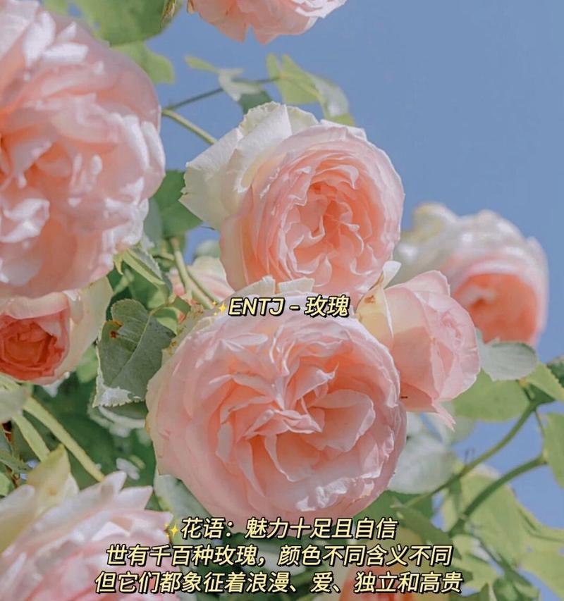 人格的花语通常表达什么？它在花语中代表什么？