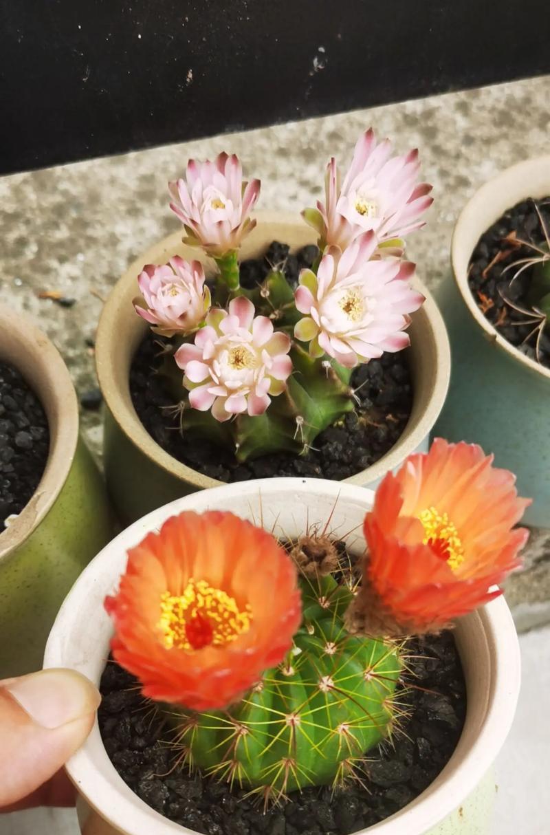 仙人球为何能几秒内开花？