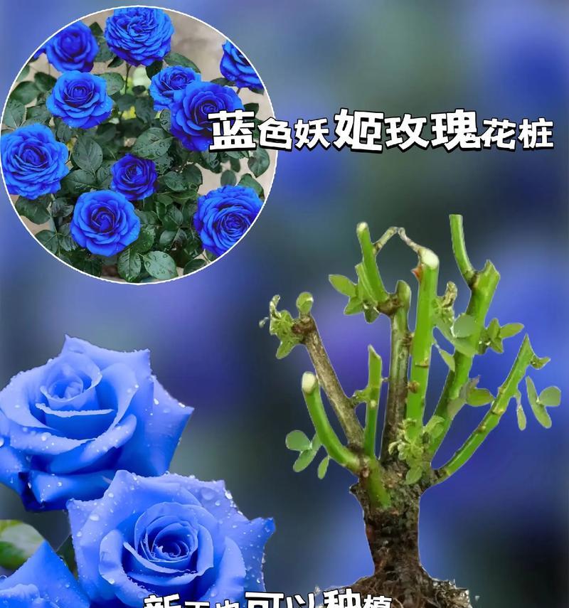 蓝玫瑰精灵花语代表什么寓意？