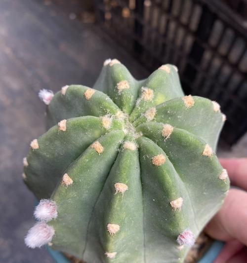 仙人球为何能几秒内开花？