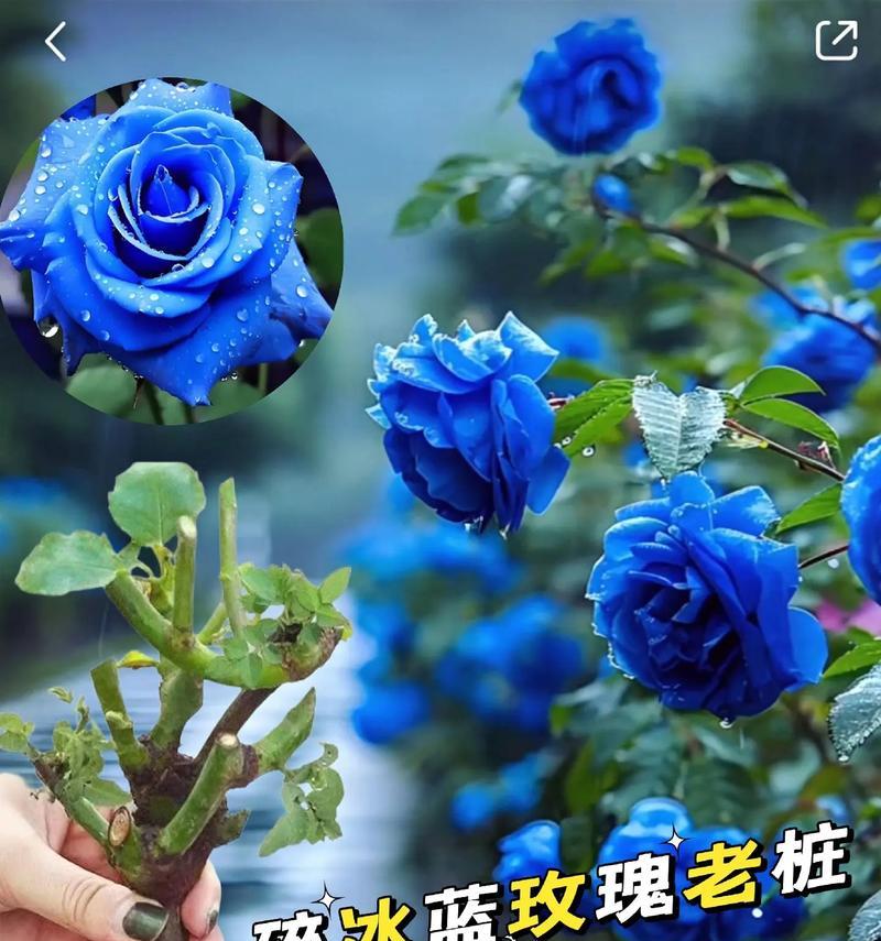 蓝玫瑰精灵花语代表什么寓意？