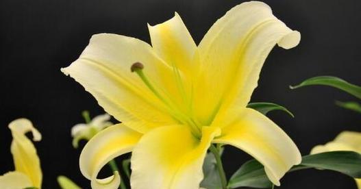 百合花的另类花语有哪些含义？