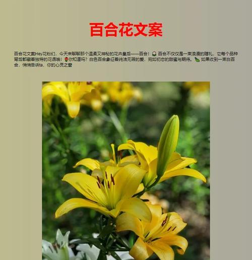 百合花的另类花语有哪些含义？