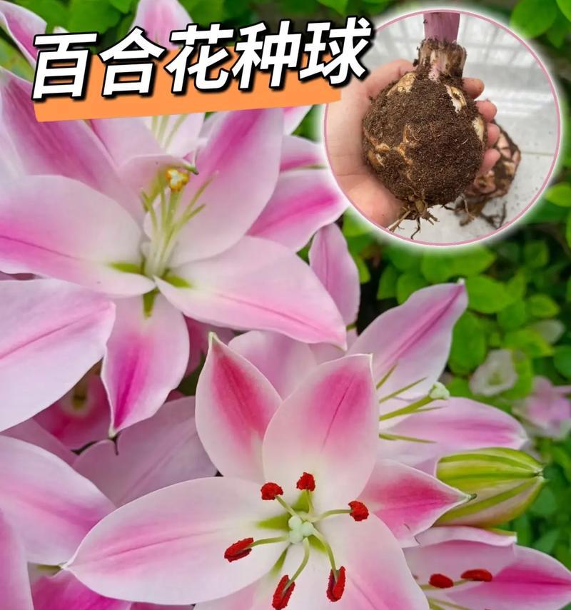 百合花的另类花语有哪些含义？