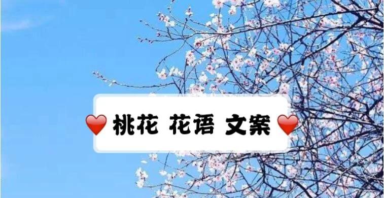 疫情前后花语有何不同？