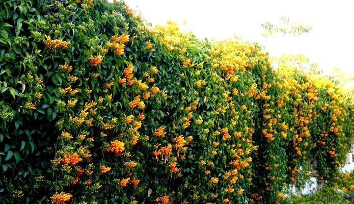 疫情前后花语有何不同？