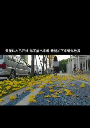 疫情前后花语有何不同？