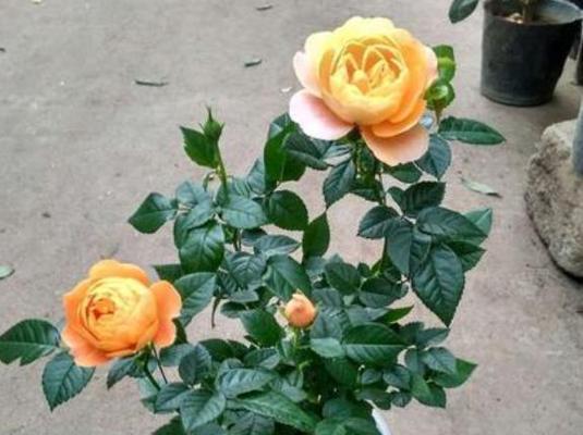 如何正确养护抓住花朵的玫瑰花？需要注意什么？