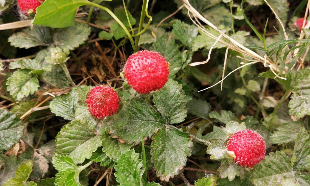 蛇莓的花语为什么是意外收获？蛇莓花语有何深意？