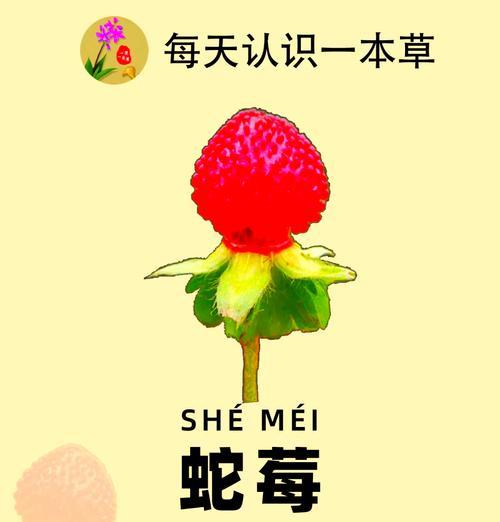 蛇莓的花语为什么是意外收获？蛇莓花语有何深意？