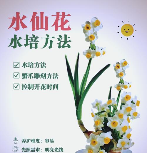 水培玫瑰花的养护方法是什么？