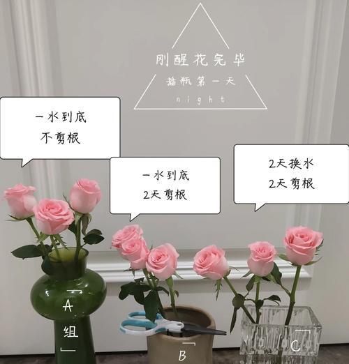 水培玫瑰花的养护方法是什么？