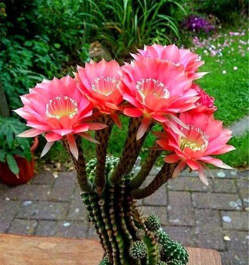 仙人掌花苞颜色变化代表什么？