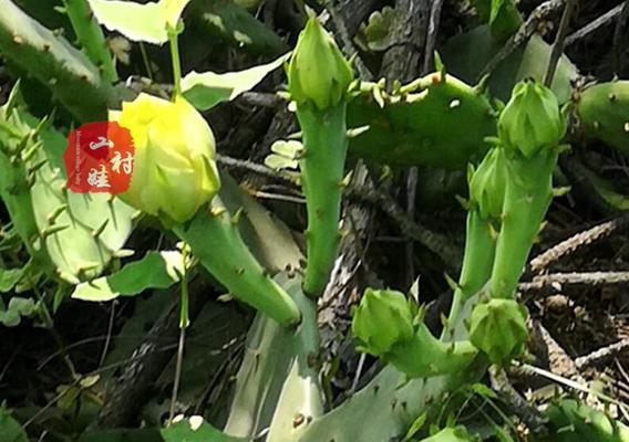 仙人掌花苞颜色变化代表什么？