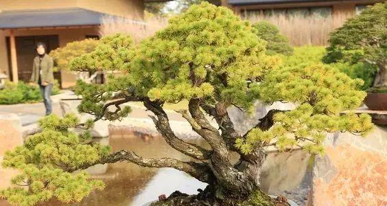 小学生的花语心愿有哪些？它们表达了怎样的期望？