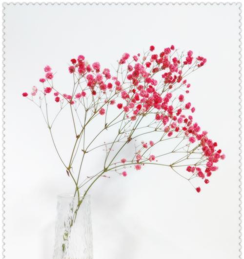 玫瑰花如何插制更持久？插花技巧有哪些？