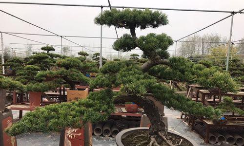 小学生的花语心愿有哪些？它们表达了怎样的期望？