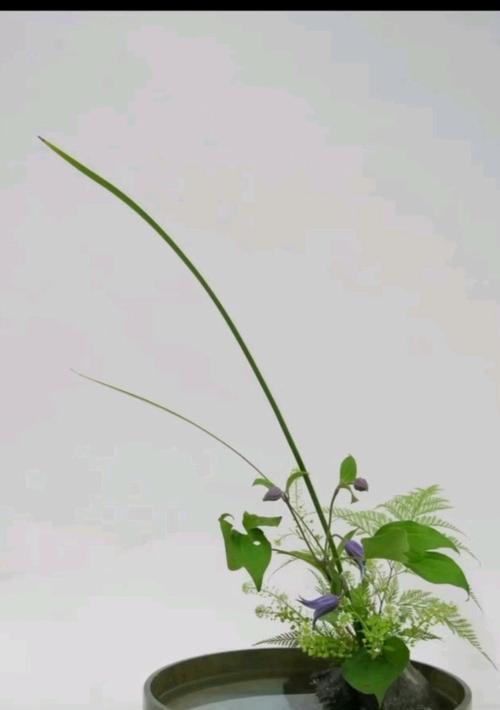 玫瑰花如何插制更持久？插花技巧有哪些？