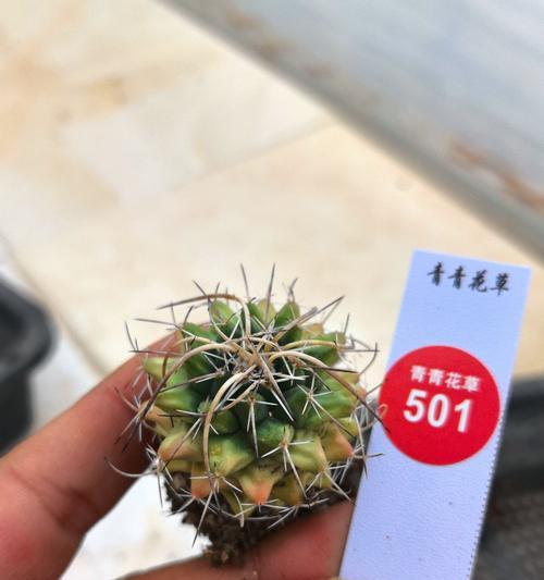 仙人球盆栽开白花怎么处理？