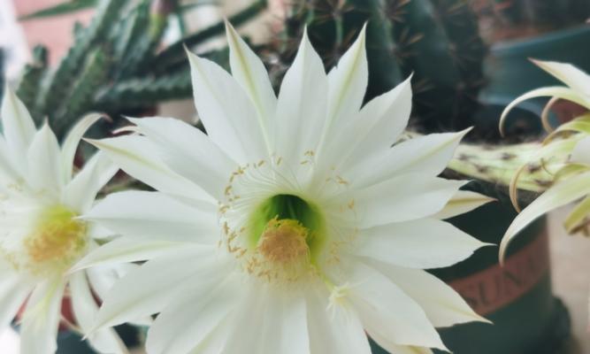 仙人球盆栽开白花怎么处理？