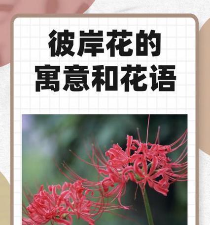 花语与寓意之间存在哪些不同？