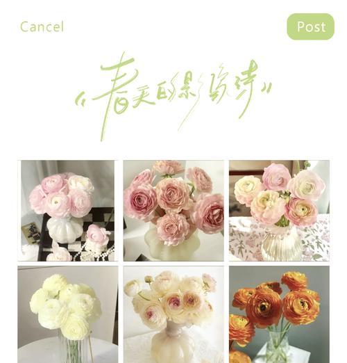 花语与寓意之间存在哪些不同？