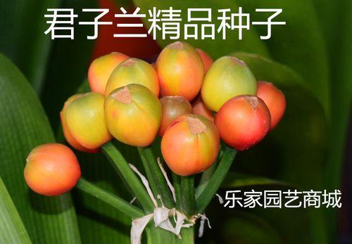 花园君子兰小苗需要多久才能开花？