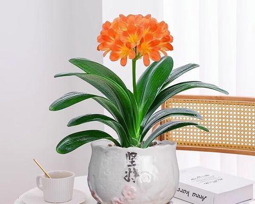 花园君子兰小苗需要多久才能开花？