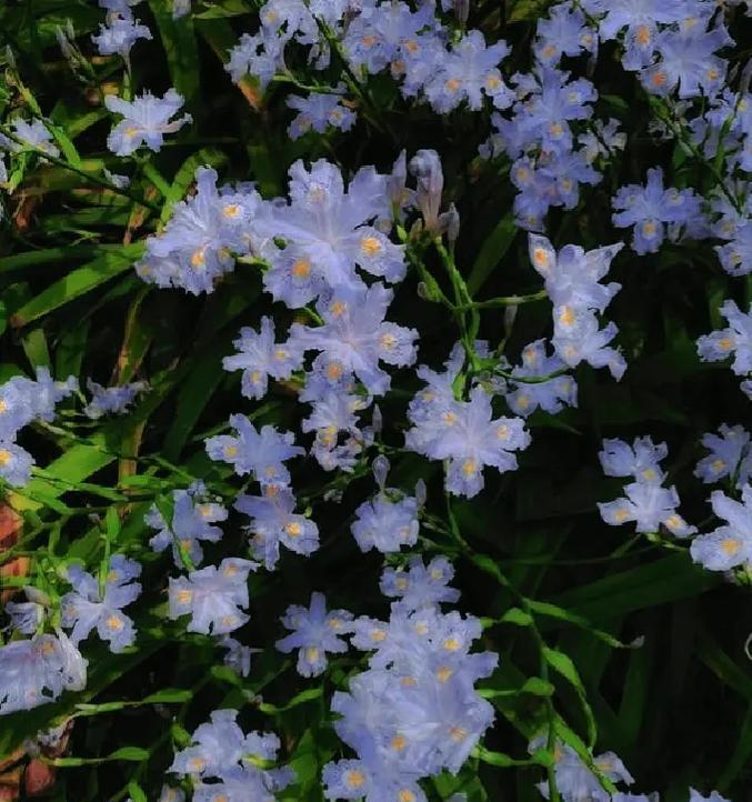 送美羊羊花的花语代表什么？如何表达爱意？