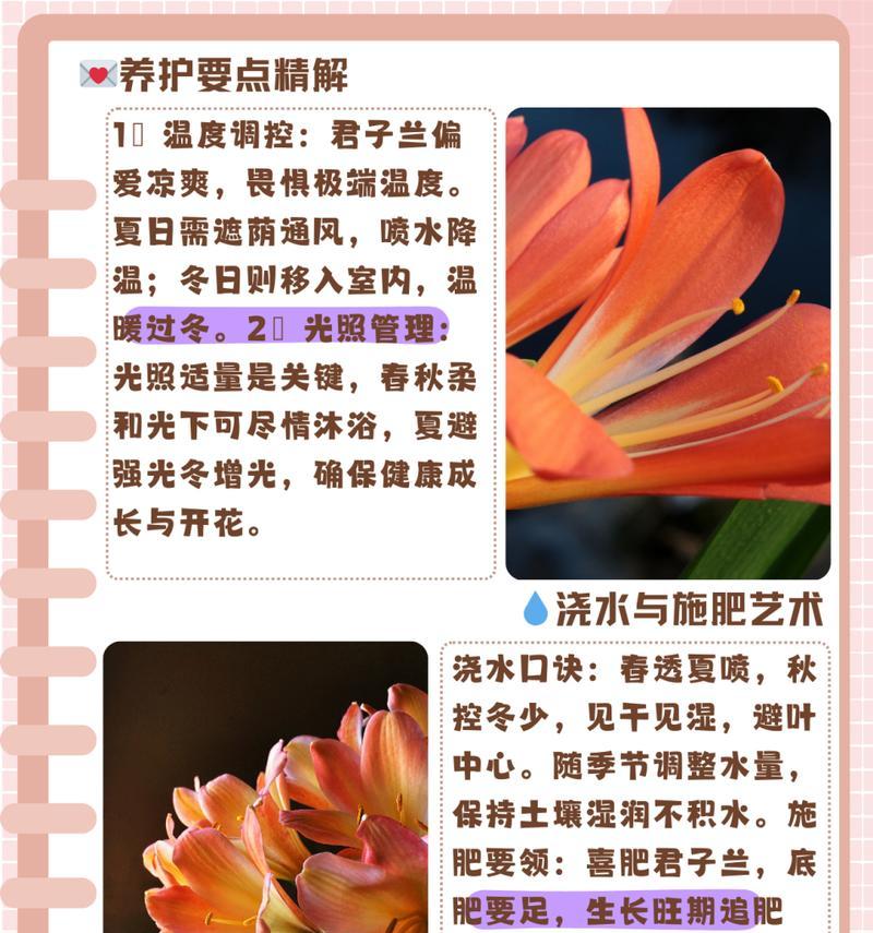 君子兰剪根后如何进行消毒处理？