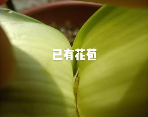 君子兰剪根后如何进行消毒处理？