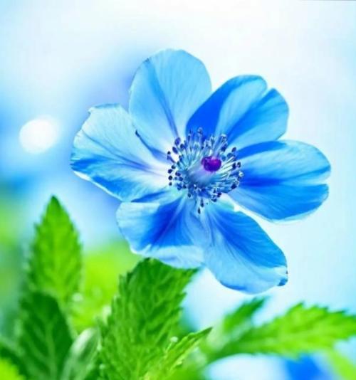 5朵白蓝玫瑰代表什么情感？