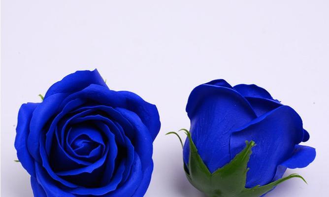 5朵白蓝玫瑰代表什么情感？